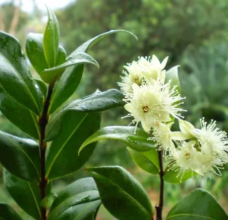 Myrtle Oil  4